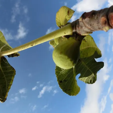 Cuca * Polizzi Generosa