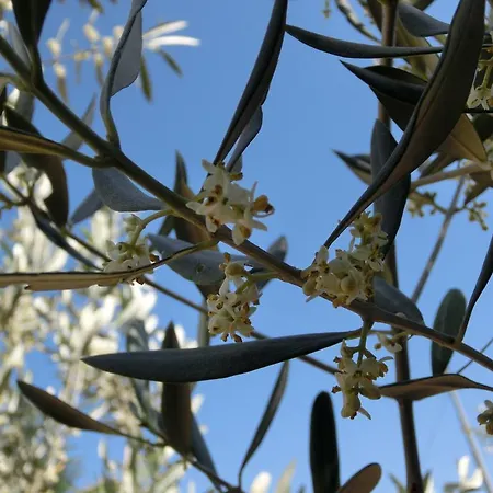 Cuca Polizzi Generosa