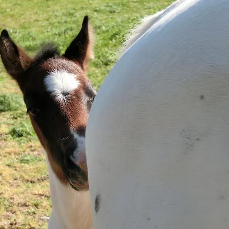 Cuca * Polizzi Generosa